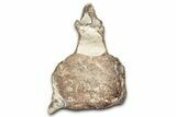 Fossil Plesiosaur Cervical Vertebra - Asfla, Morocco #328644-2